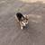 Free corgi 2 thumbnail