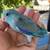 Parrotlet 1 thumbnail
