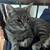 Cat looks for good home 4 thumbnail