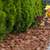 Hedge Trimming, Yard Cleanup & Lawn Care – Local & Reliable 13 thumbnail