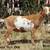 ADGA Nigerian Dwarf Goats 11 thumbnail