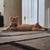 Two orange kittens need a home. free no rehoming 2 thumbnail