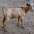 Goats for sale 2 thumbnail