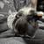 Guinea Pig 1 thumbnail