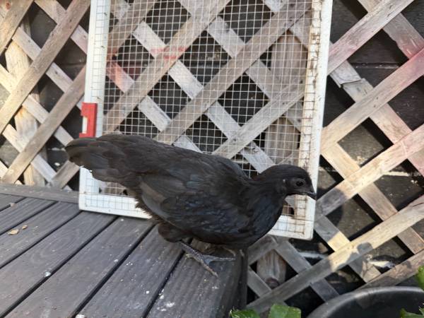 Ayam Cemani Female Chick - 2 Months Old 1