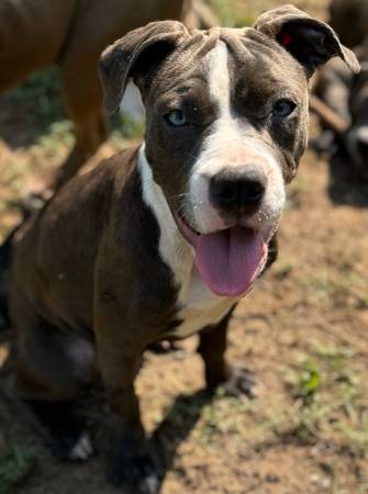 American Staffy needs home63872575663875120