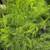 ASPARAGUS PLANTS AVAILABLE 1 thumbnail