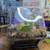 Land Snails and Starter kit Garden and Roman 7 thumbnail