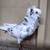 Beautiful Old Dutch Capuchine Fancy Pigeons - Please Read Description 9 thumbnail