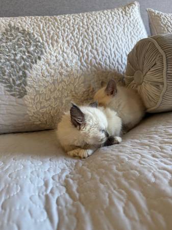 Ragdoll kitten for sale (Vancouver)63958423003267123