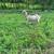Purebred kiko buck 1 thumbnail