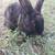 Meat Rabbits 6 thumbnail
