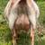 Nigerian Dwarf Buckling: great lines! 3 thumbnail