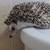 Hedgehog 5 thumbnail