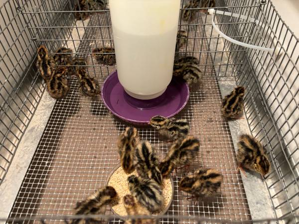 Jumbo Quail 1