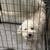 Maltipoo 1 thumbnail