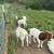 6 Boer Goat Does 3 thumbnail