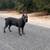 Cane corso 1 thumbnail