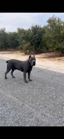Cane corso 1