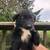 Aussie puppies 7 thumbnail