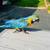 Blue and Gold Macaw 5 thumbnail