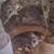 Micro Squirrels 3 thumbnail