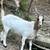 7 nanny goats looking for home 11 thumbnail