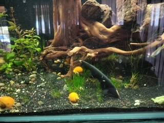 Golden Mystery Snails for sale 1