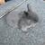 Bunnies 10 thumbnail