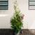 GREEN GIANTS Thuja plicata Japanese arborvitae giant evergreen tree 3 thumbnail