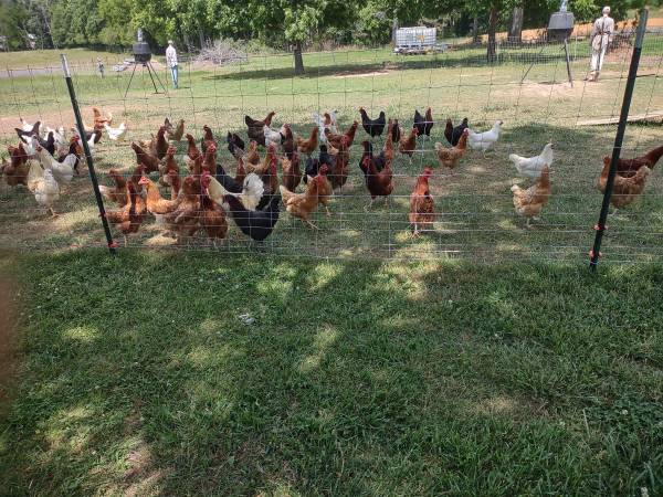 FREE RANGE EGGS / 3.00 1