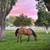 Aqha mare 15 thumbnail