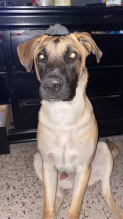 Ayuda a reubicar a Oden (Santa Rosa)63941865266051122