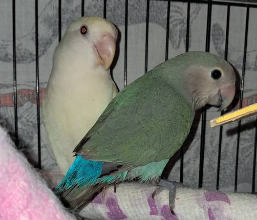 Peachface lovebird (wv,va,md,pa)63953130713602120