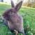 Mini Rex Bunnies 3 thumbnail