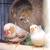 FINCHES 5 thumbnail