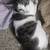 Cat needs a new home 1 thumbnail