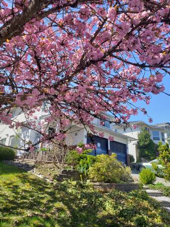 $1,850 / 1br - 810ft2 - 1 Br + big Den, Fully Furnished, Short or long 1