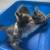 Holistic Kittens looking for Holistic Family 4 thumbnail