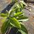 Avocado tree plants 4 thumbnail