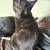 1 female kitten & 1 male kitten needs rehoming 2 thumbnail