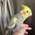 cockatiels 2 thumbnail