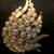 Trifari crown vintage brooch w/ pin clasp gold pearls rhinestones 6 thumbnail