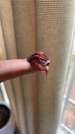 Red Root Floaters 1
