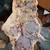Petrified Wood Slab 2 thumbnail