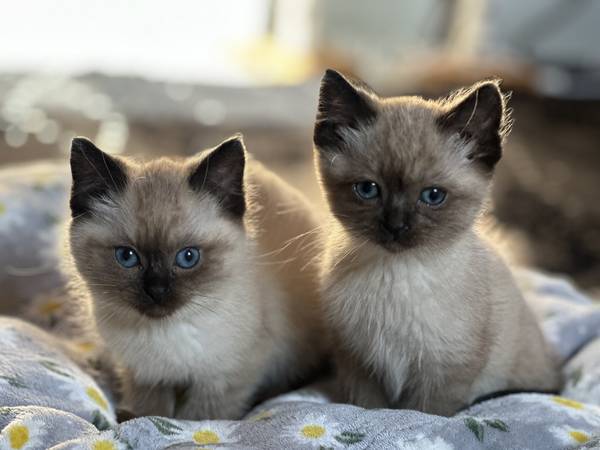Siamese kittens 1