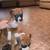Boxer pup 3 thumbnail