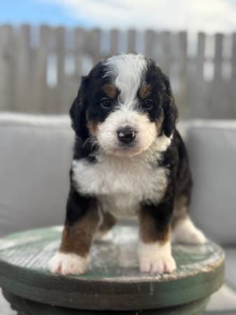 F2B bernedoodle (san antonio)63372806254977122