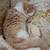 Missing Cat 5 thumbnail