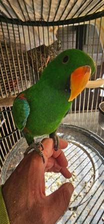 Baby male eclectus (fremont / union city / newark)63862000329729121